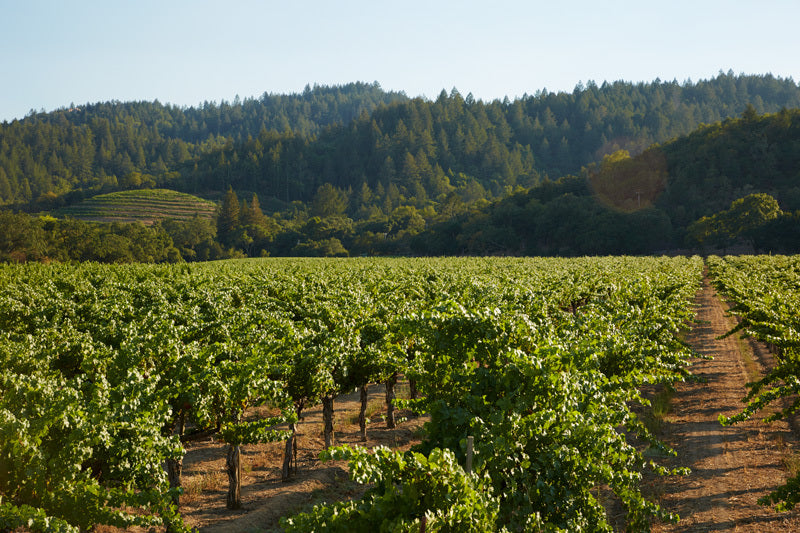 California Grape Harvest: Q&A with Sally Johnson Blum, Director of Win ...